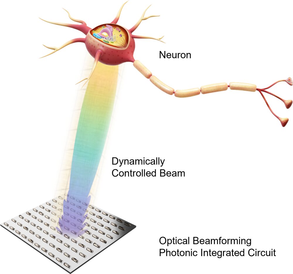 Illustration of an implantable photonic integrated circuit steering an optical beam onto a single neuron